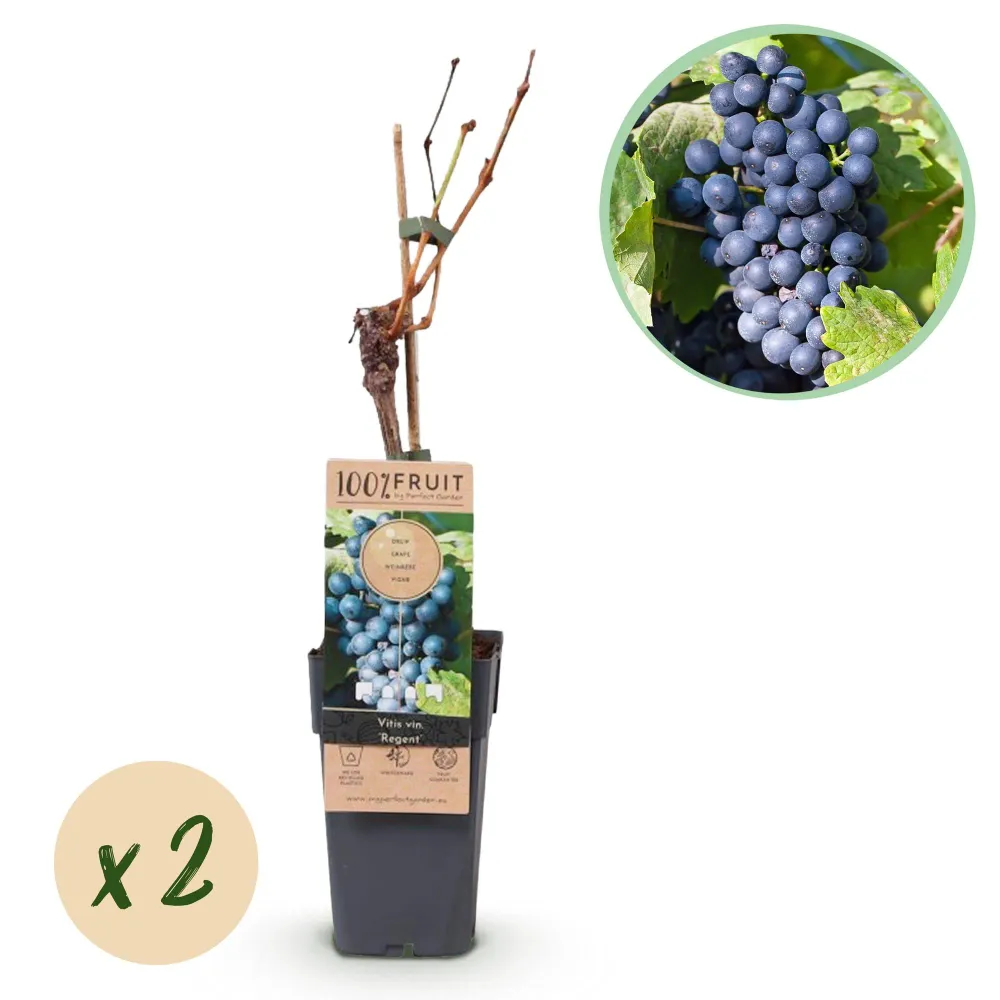 🍇 Vitis vinifera ‘Regent’ – Blauwe Druif (2 Stuks) Everspring