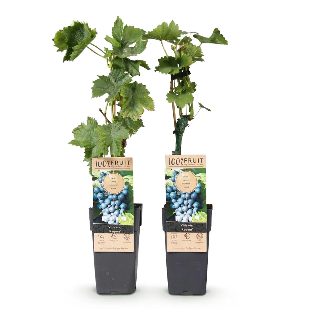 🍇 Vitis vinifera ‘Regent’ – Blauwe Druif (2 Stuks) Everspring