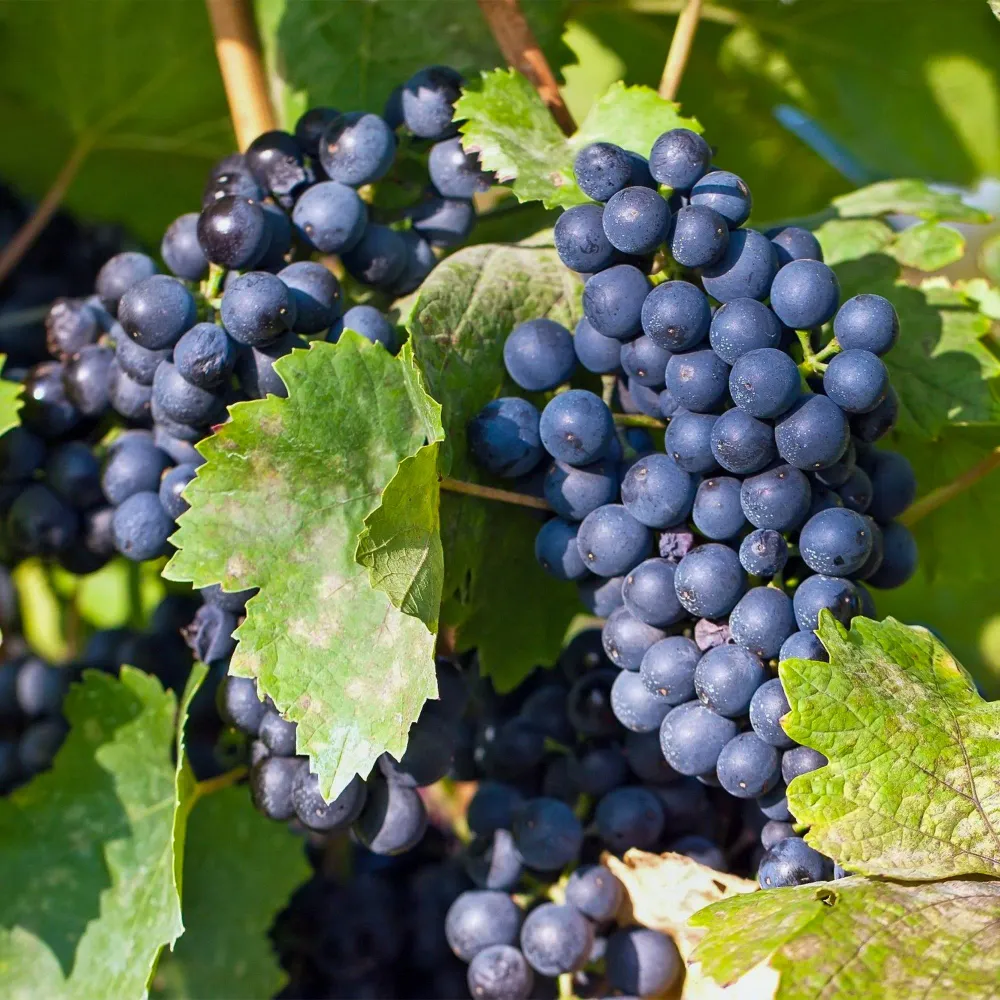 🍇 Vitis vinifera ‘Regent’ – Blauwe Druif (2 Stuks) Everspring