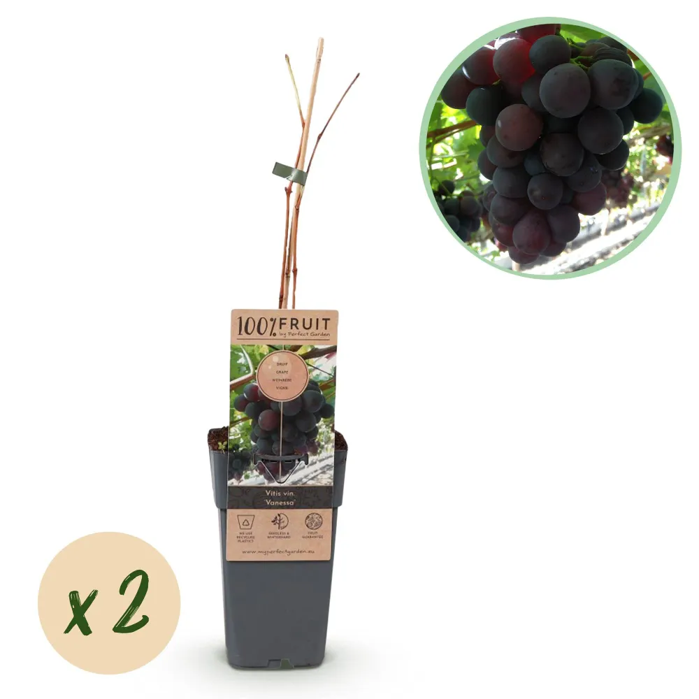 🍇 Vitis vinifera ‘Vanessa’ – Paarse Pitloze Druif (2 Stuks) Everspring