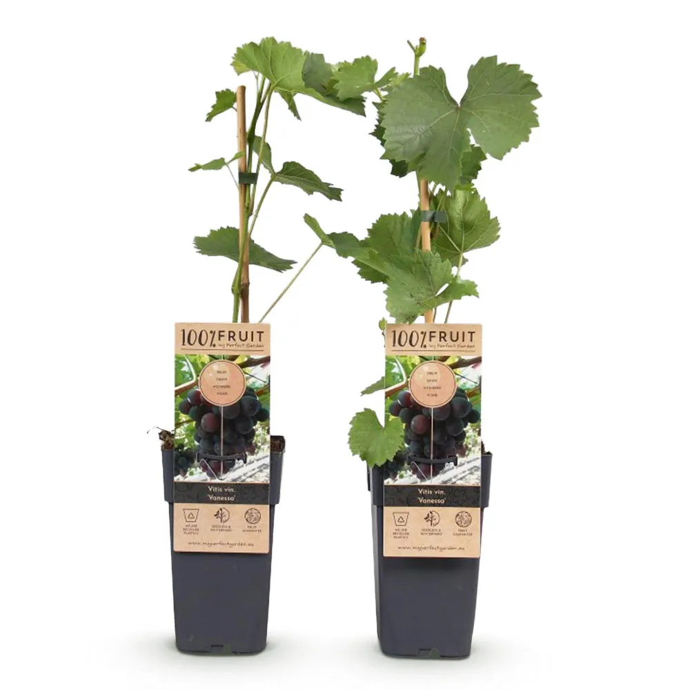 🍇 Vitis vinifera ‘Vanessa’ – Paarse Pitloze Druif (2 Stuks) Everspring