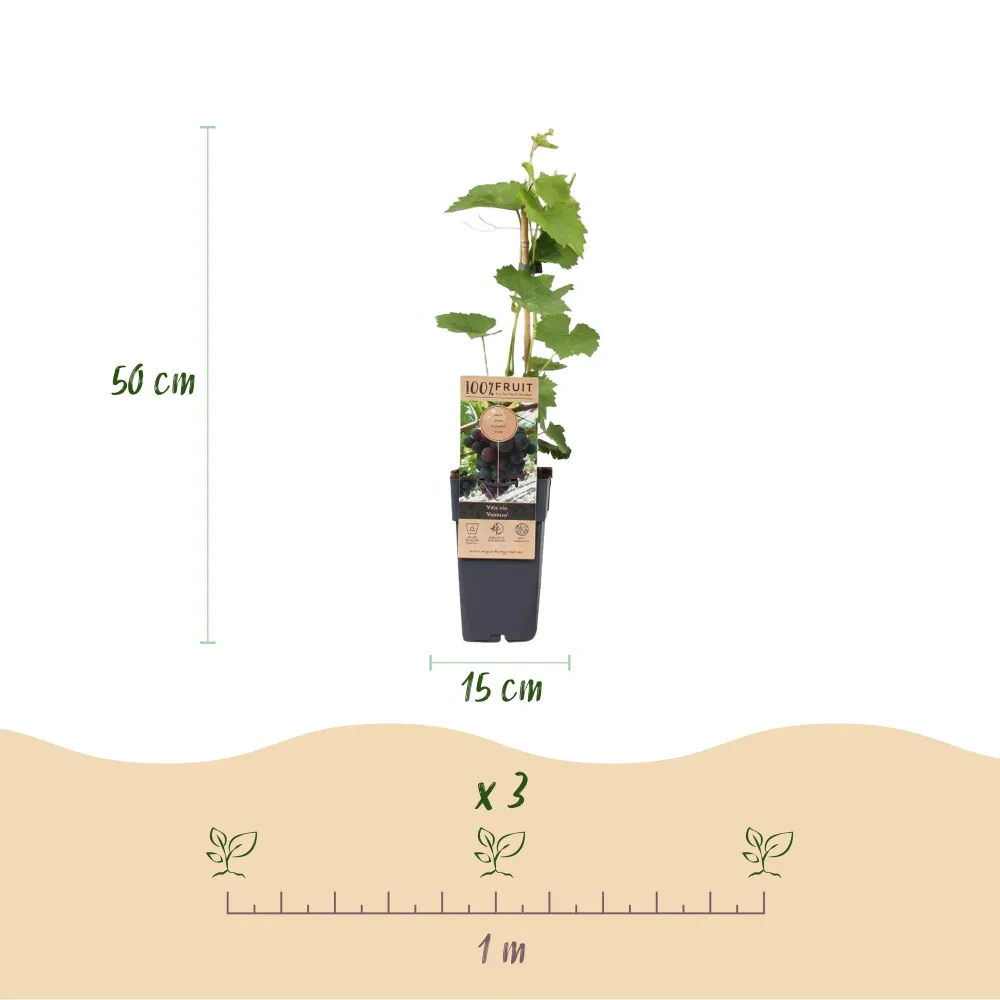 🍇 Vitis vinifera ‘Vanessa’ – Paarse Pitloze Druif (2 Stuks) Everspring