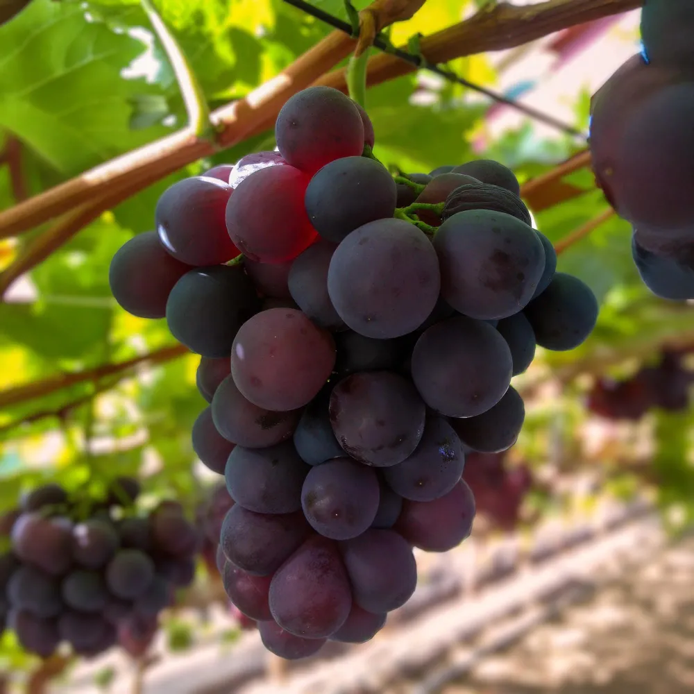 🍇 Vitis vinifera ‘Vanessa’ – Paarse Pitloze Druif (2 Stuks) Everspring