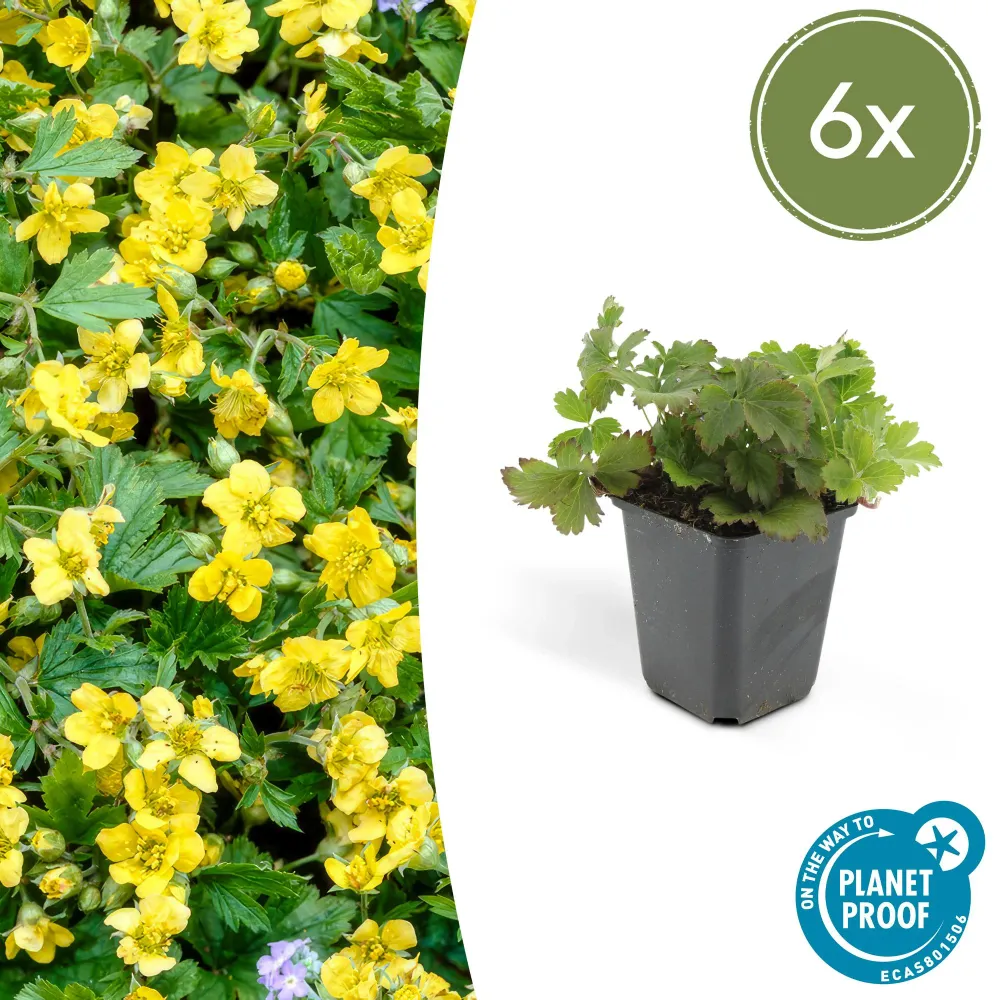🌿 Waldsteinia ternata – Winterharde Groenblijvende Bodembedekker (6 stuks) Everspring