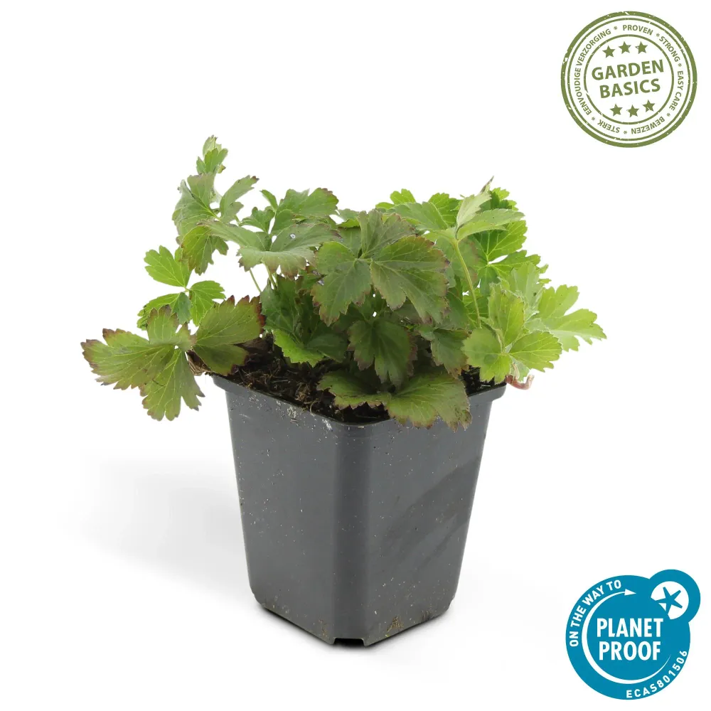 🌿 Waldsteinia ternata – Winterharde Groenblijvende Bodembedekker (6 stuks) Everspring