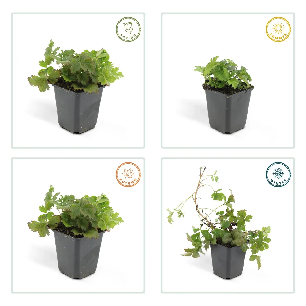 🌿 Waldsteinia ternata – Winterharde Groenblijvende Bodembedekker (6 stuks) Everspring