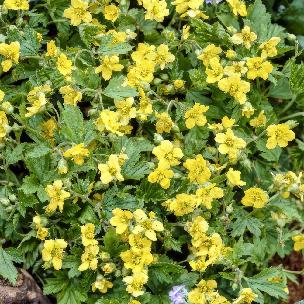 🌿 Waldsteinia ternata – Winterharde Groenblijvende Bodembedekker (6 stuks) Everspring