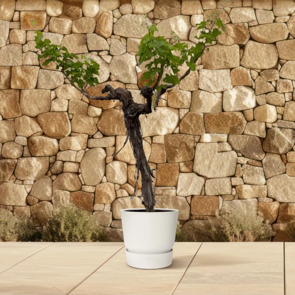 Everyplants - Vitis Vinifera - Druivenboom op Stam Vertakt - 200 cm