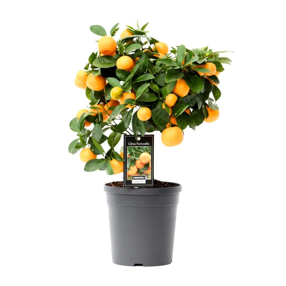 Citrus Calamondin – Ø15 cm – 40 cm MEERGroothandel