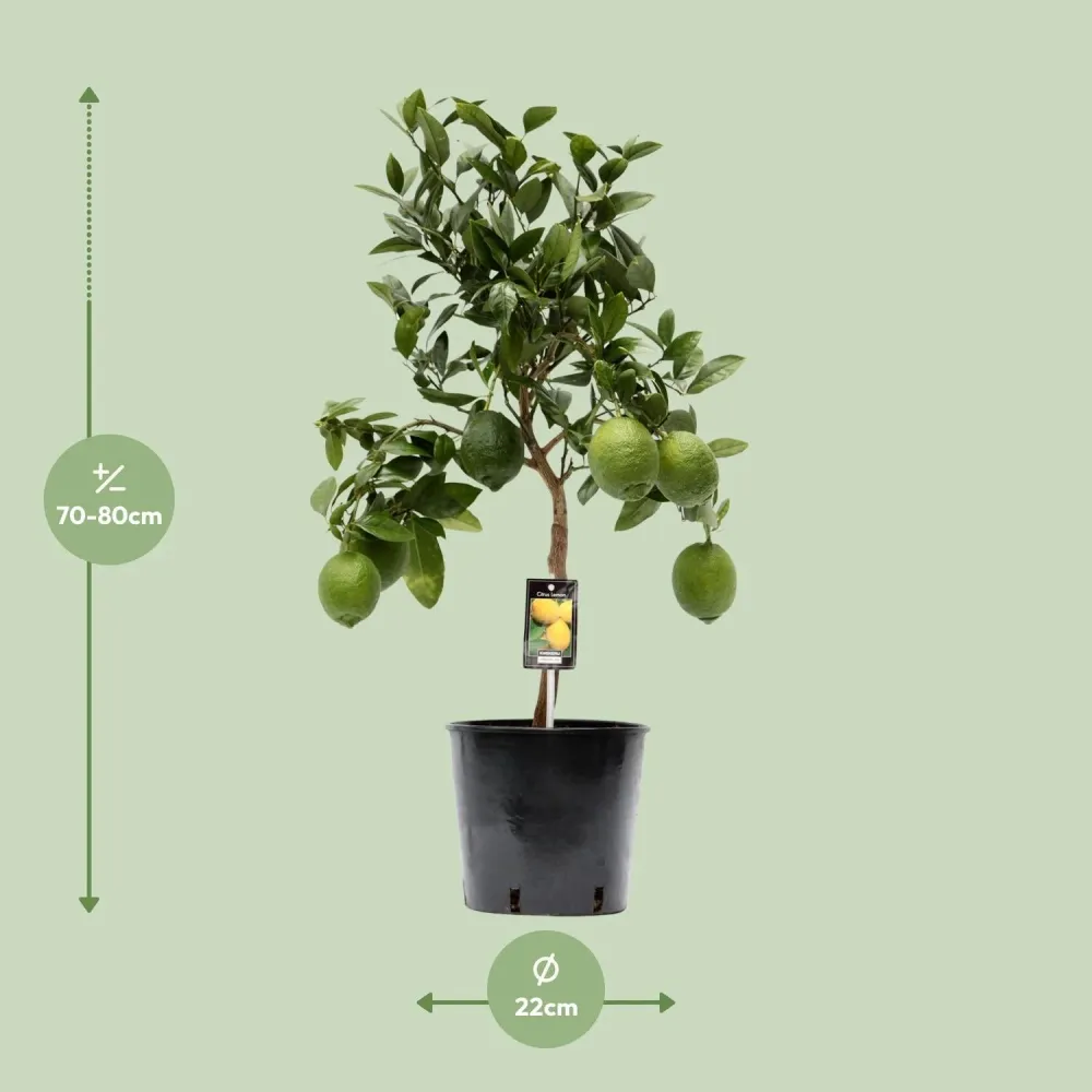Citrus Limon – Citroenboom op Stam - 80 cm MEERGroothandel