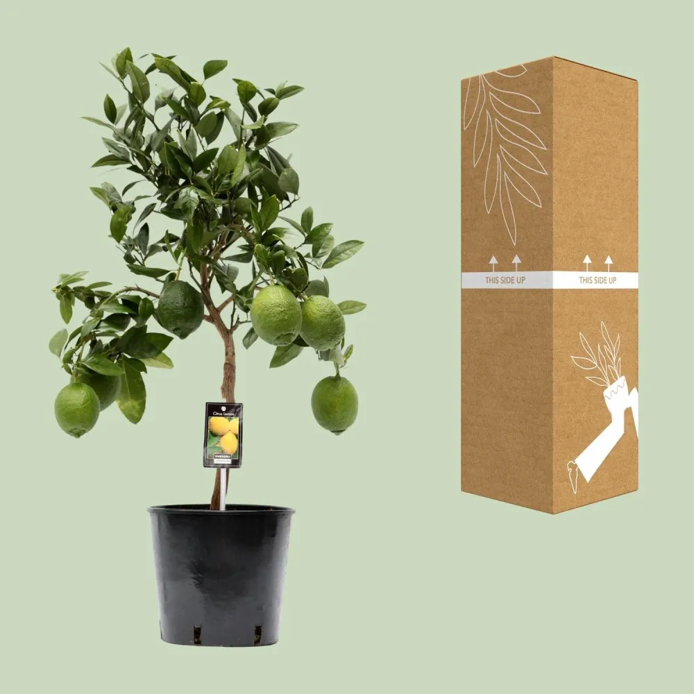 Citrus Limon – Citroenboom op Stam - 80 cm MEERGroothandel