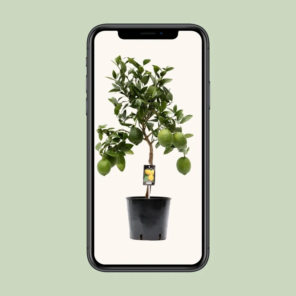 Citrus Limon – Citroenboom op Stam - 80 cm MEERGroothandel
