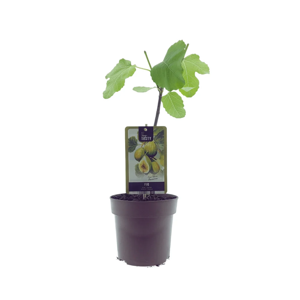 Ficus ‘Panachée’ – Gestreepte Tijgervijg – Ø15 cm – ↕40 cm MEERGroothandel