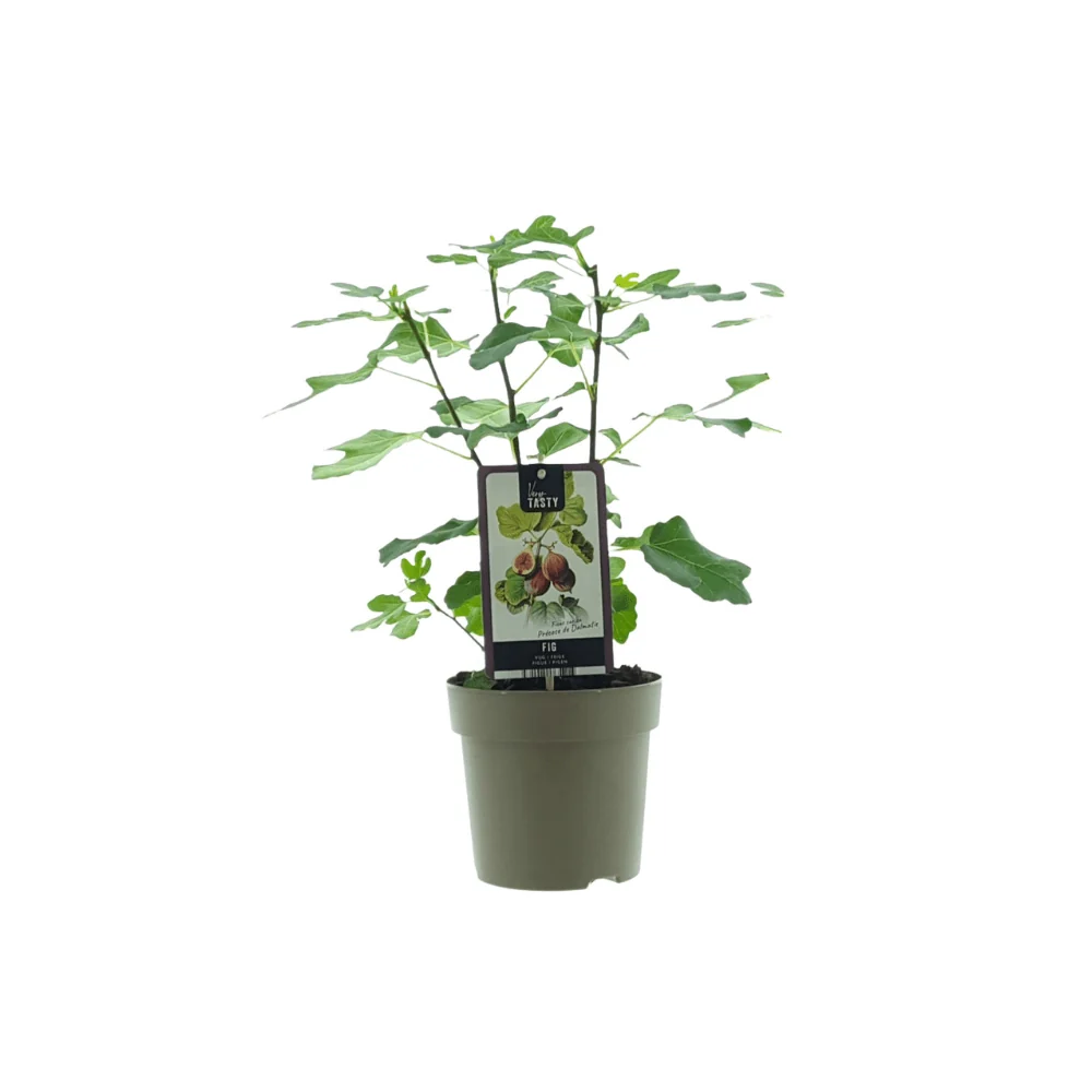 Ficus ‘Précose de Dalmatie’ – Winterharde Vijg – Ø15 cm – ↕40 cm MEERGroothandel