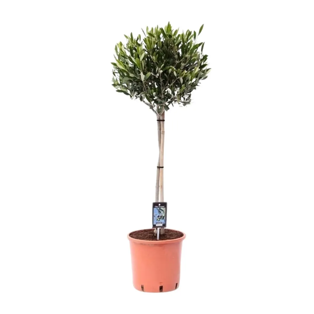 Olijfboom op Stam – Olea Europaea – ↕100 cm MEERGroothandel