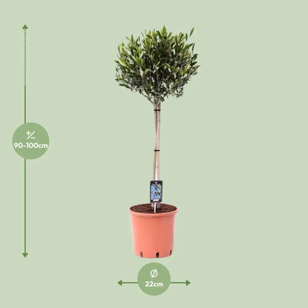 Olijfboom op Stam – Olea Europaea – ↕100 cm MEERGroothandel