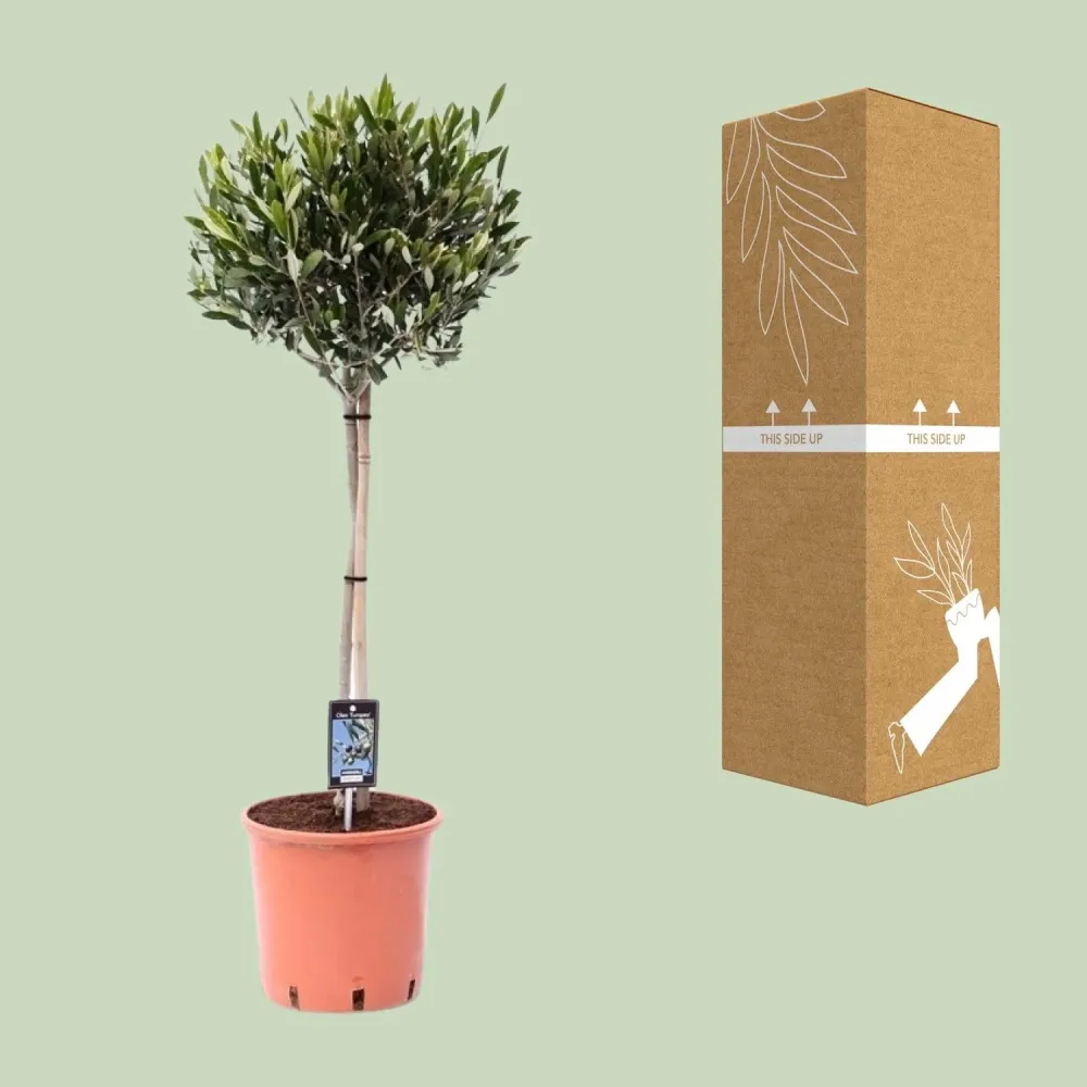 Olijfboom op Stam – Olea Europaea – ↕100 cm MEERGroothandel