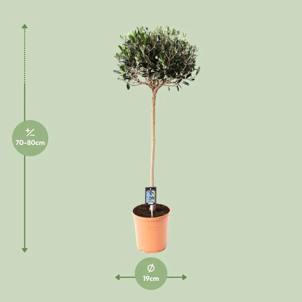 Olijfboom op Stam – Olea Europaea – 80 cm MEERGroothandel