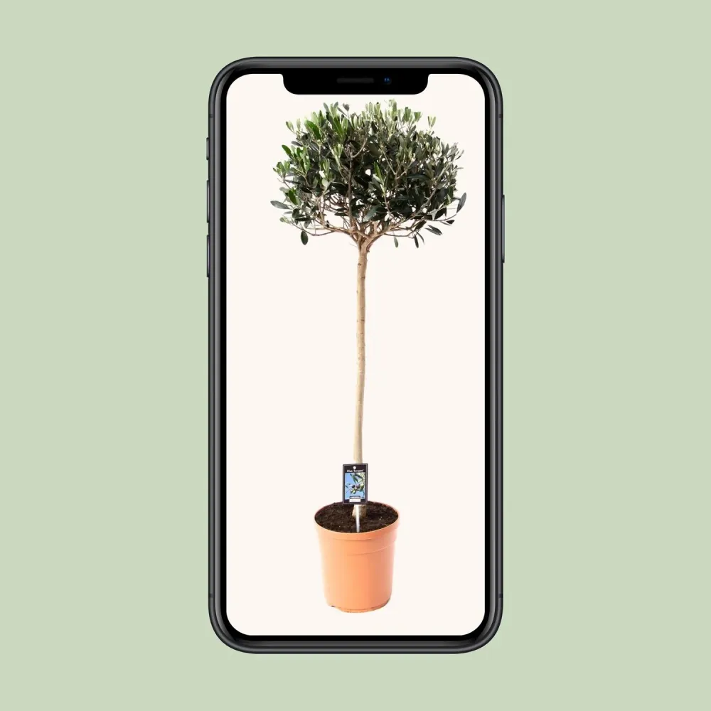 Olijfboom op Stam – Olea Europaea – 80 cm MEERGroothandel
