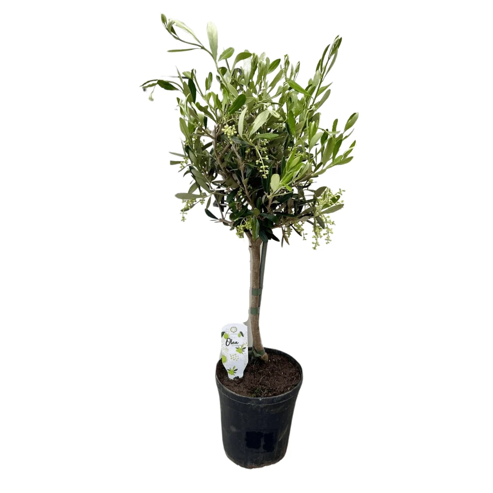 Olijfboom op Stam - Olea Europaea - 60 90 cm MEERGroothandel