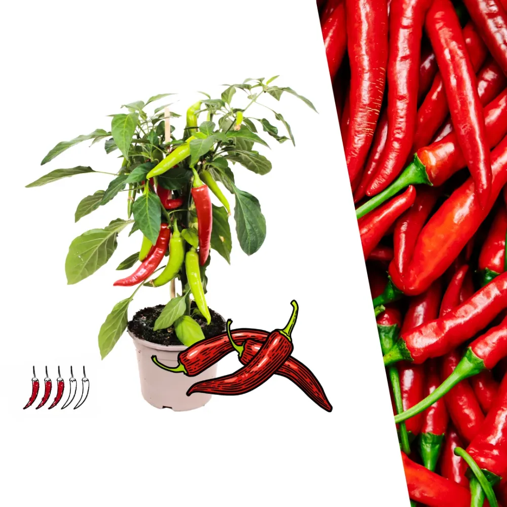 Plants Frank – Rode Hete Peper Plant – Plukgroente – Ø14 cm – ↕45 cm