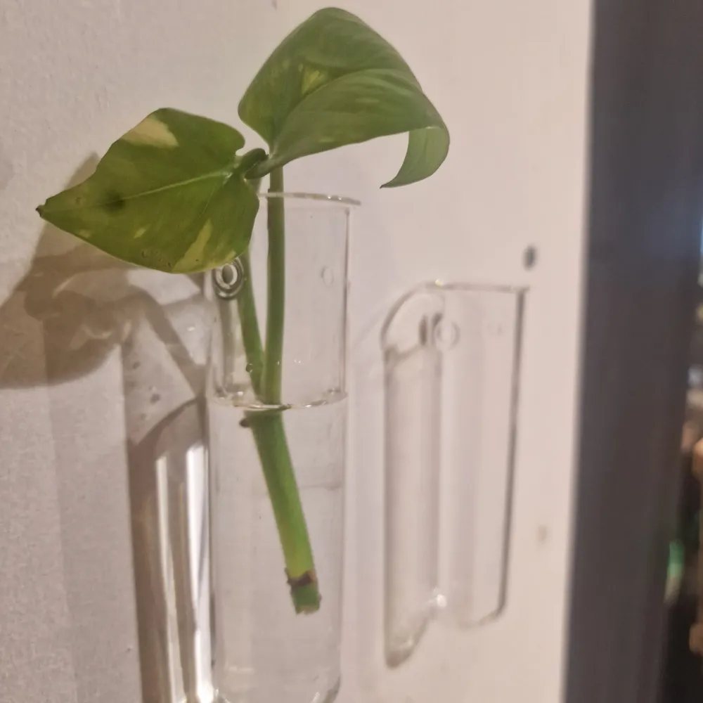 Wand Stekjes De Plantrekkers