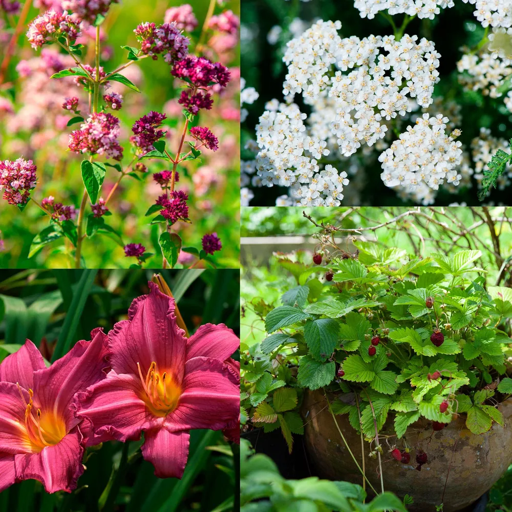 Oppepper Eetbare tuin