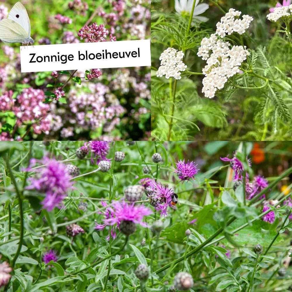 Boost de biodiversiteit Sprinklr planten