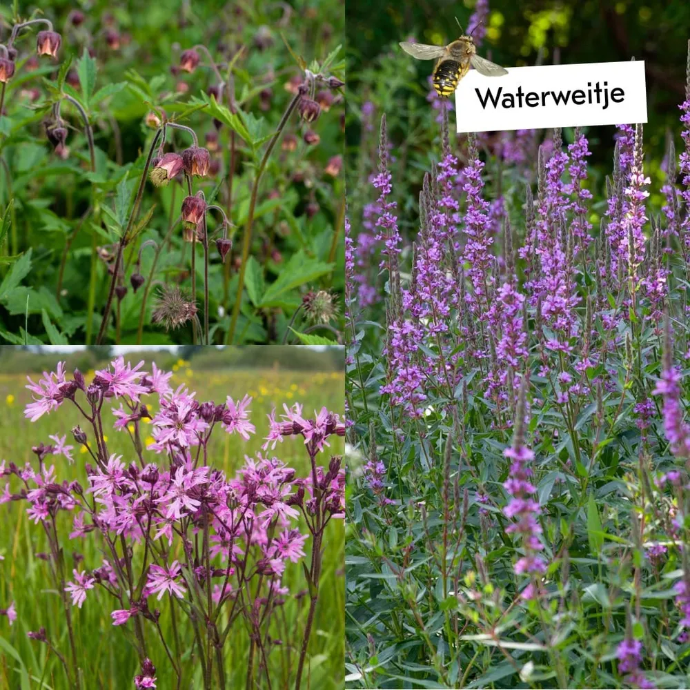 Boost de biodiversiteit Sprinklr planten