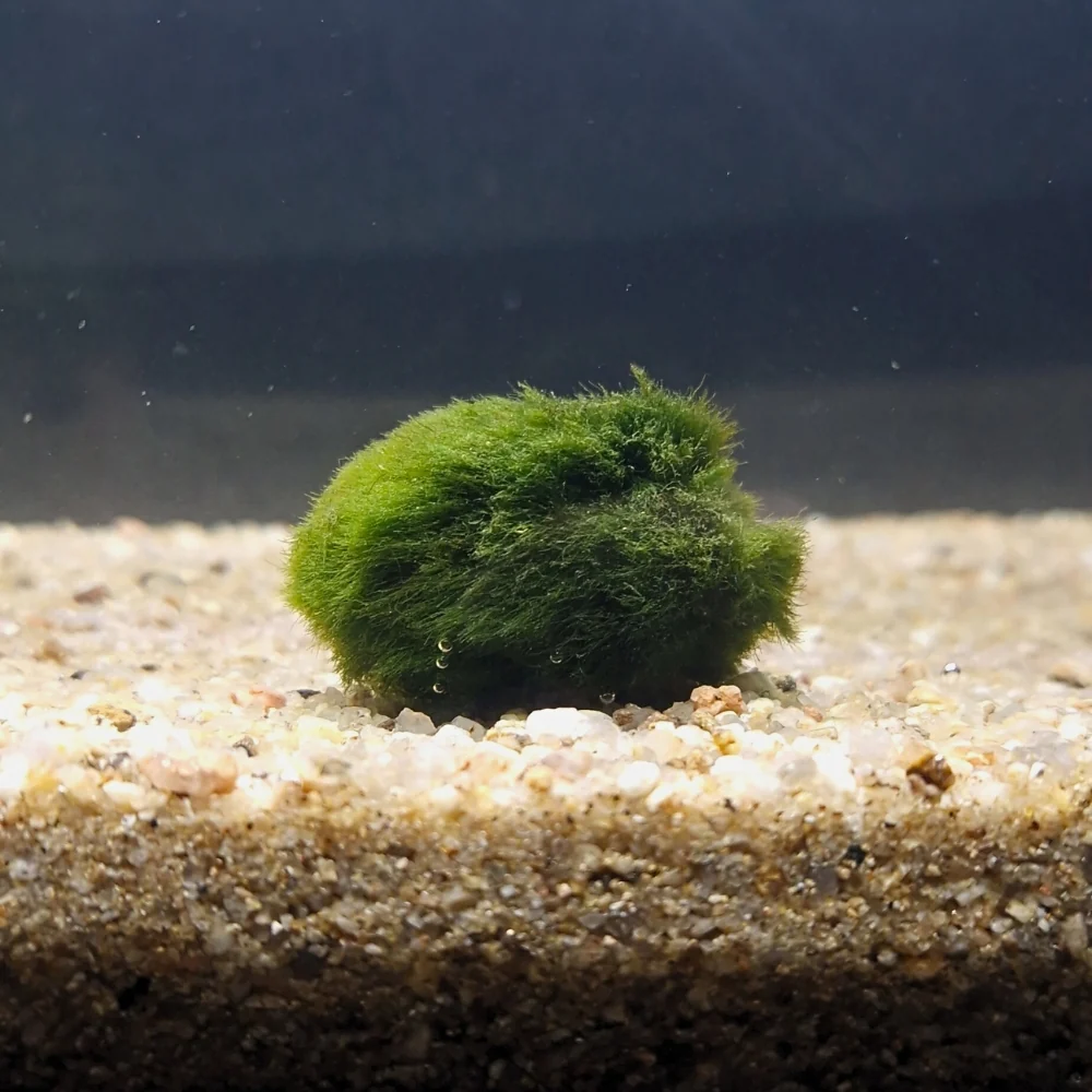 Cladophora-bal