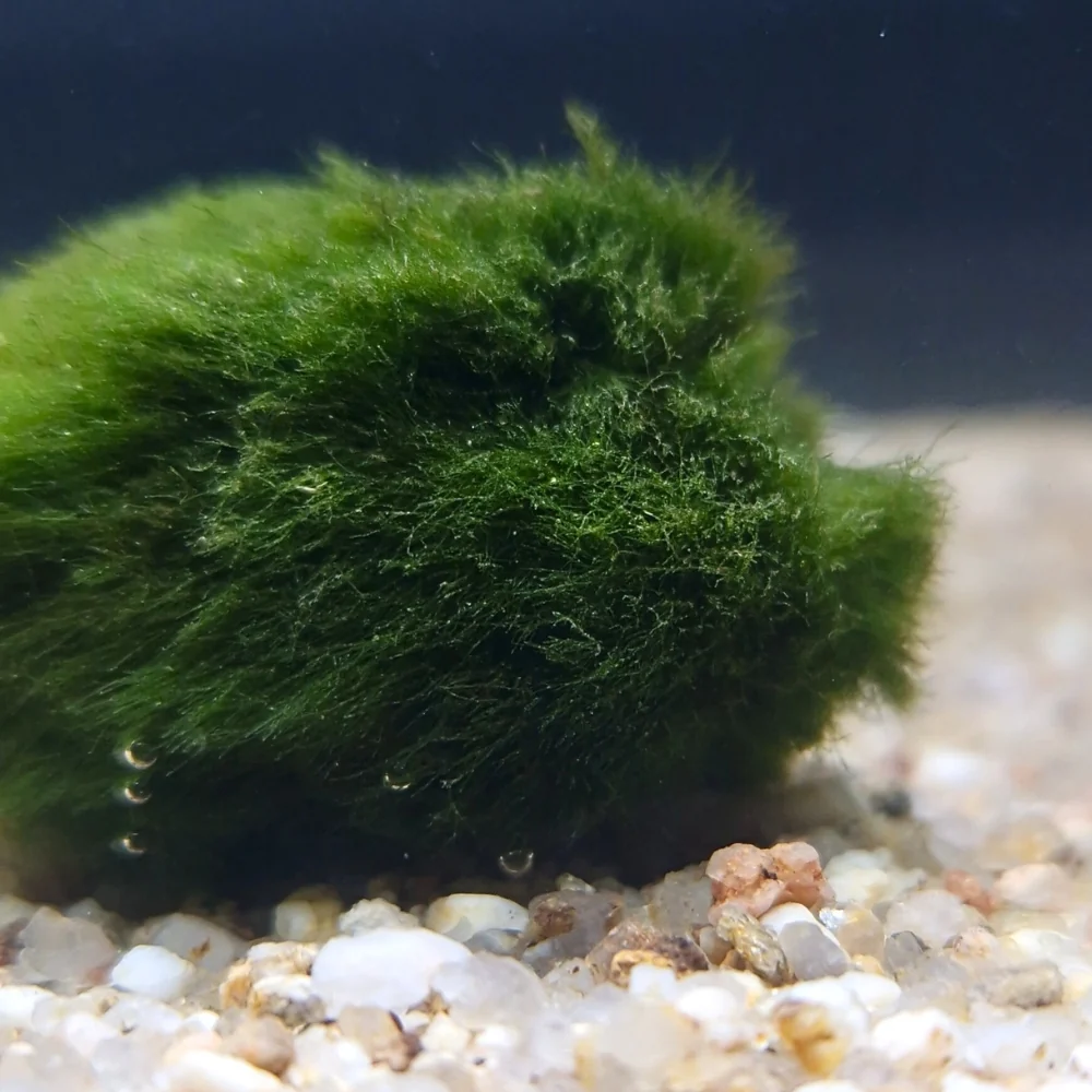 Cladophora-bal