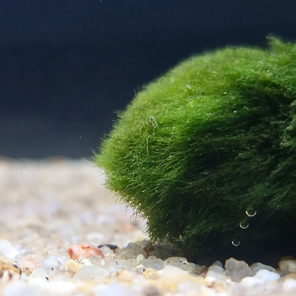 Cladophora-bal
