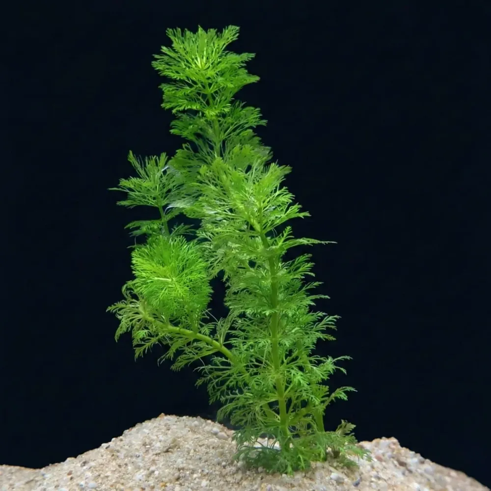 Limnophila