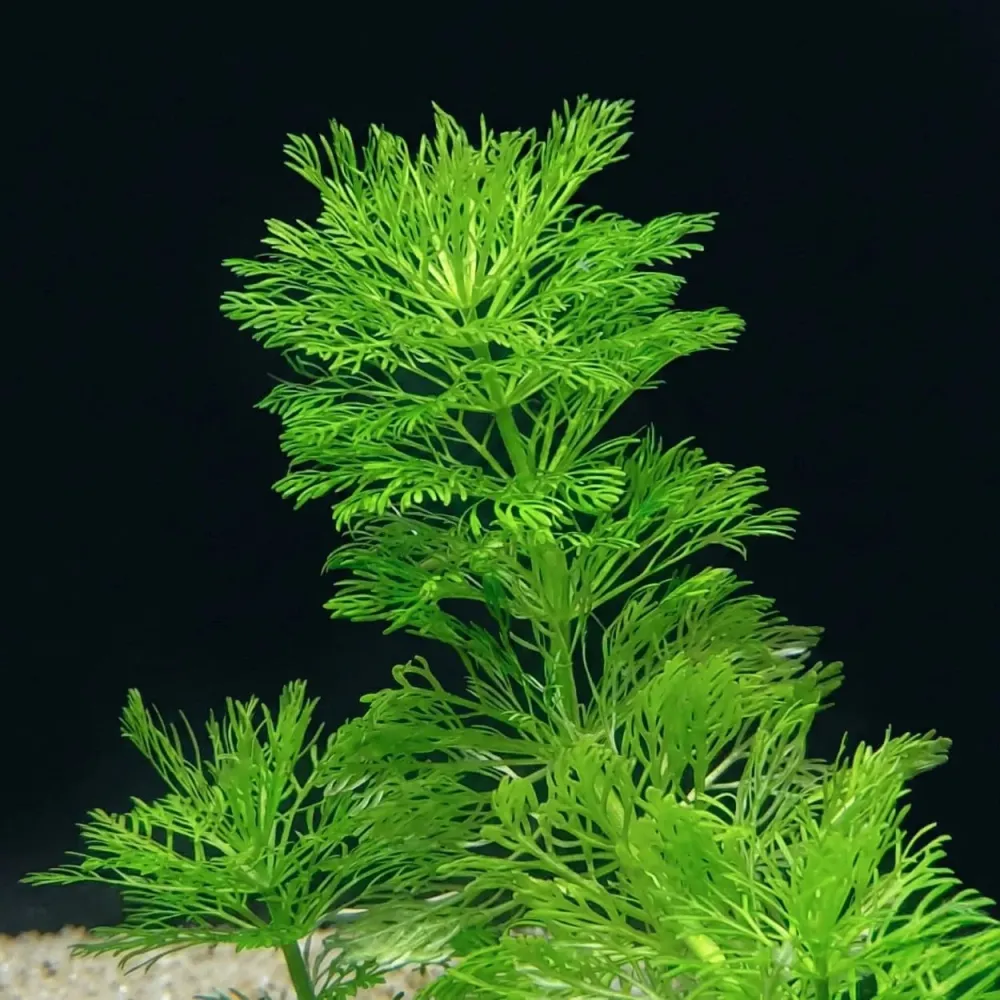 Limnophila