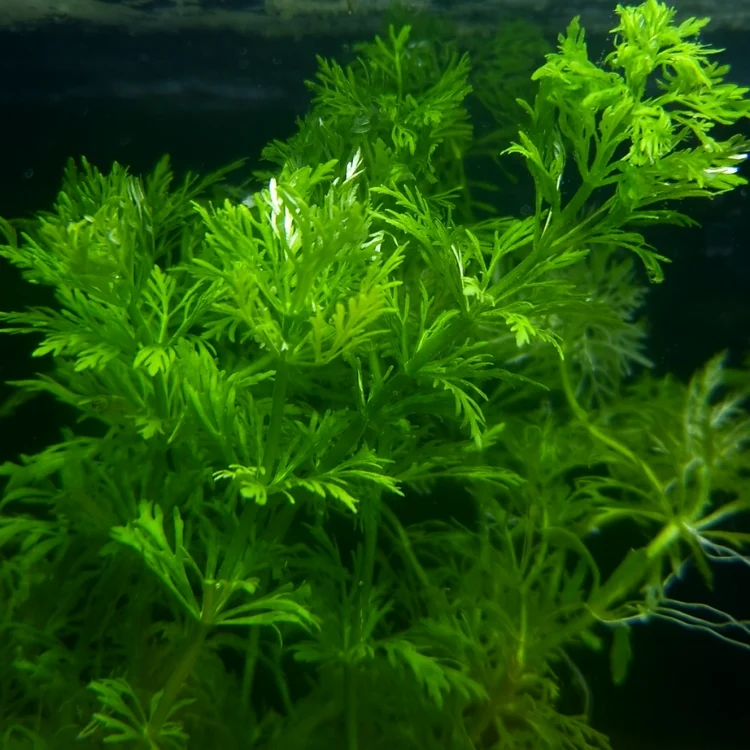 Limnophila