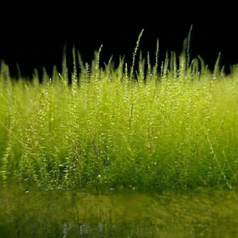 Nano-mousse