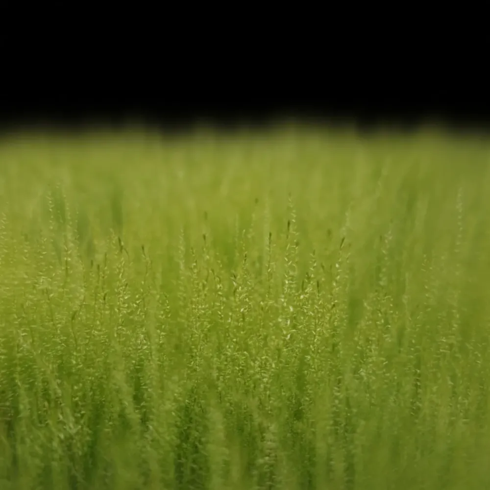 Nano-mousse