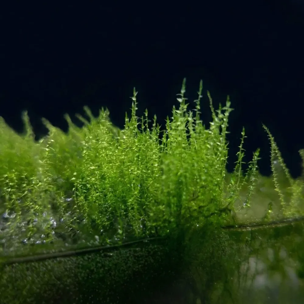 Nano-mousse