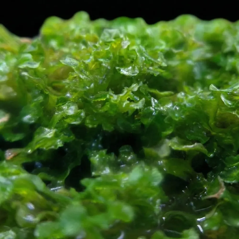 Pellia