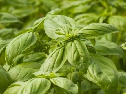 Basil - Large Leaves Ocimum Bingenheimer Saatgut