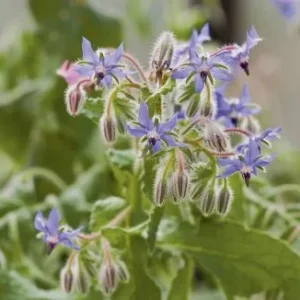 Borage Bingenheimer Saatgut
