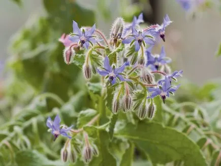 Borage Bingenheimer Saatgut
