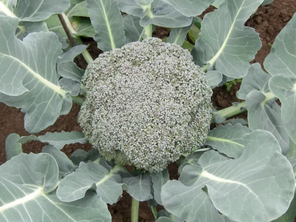 Broccoli van Calinaro Bingenheimer Saatgut