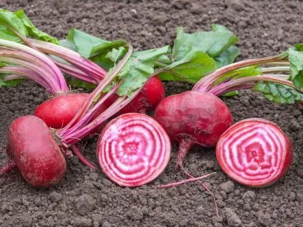 Chioggia-biet Bingenheimer Saatgut