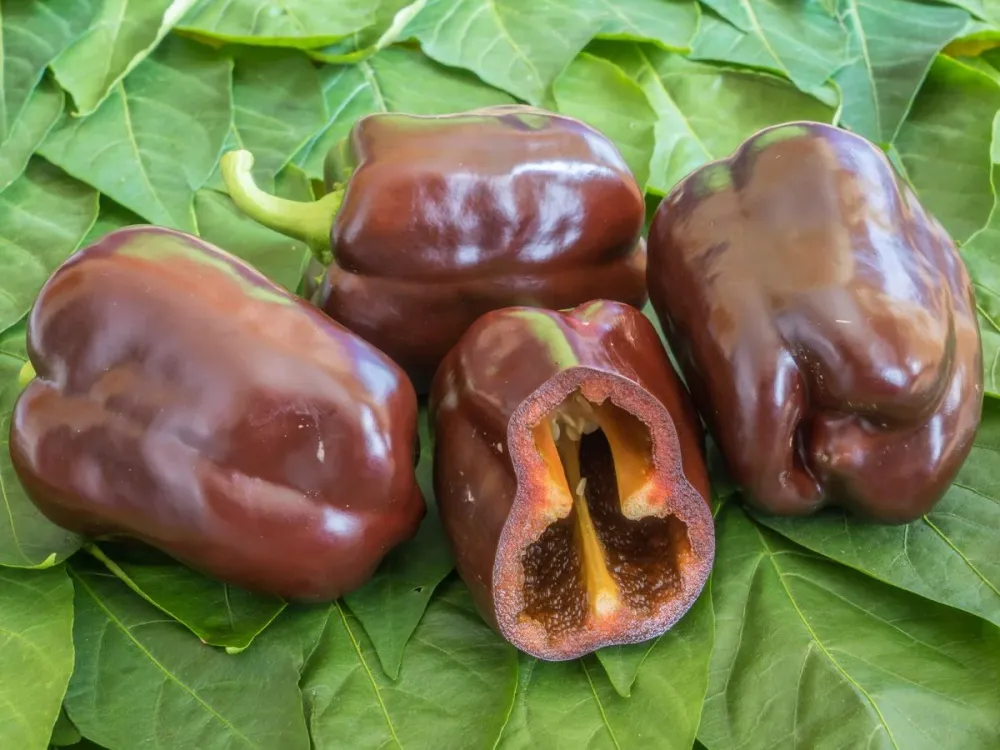 Pantos Paprika Bingenheimer Saatgut