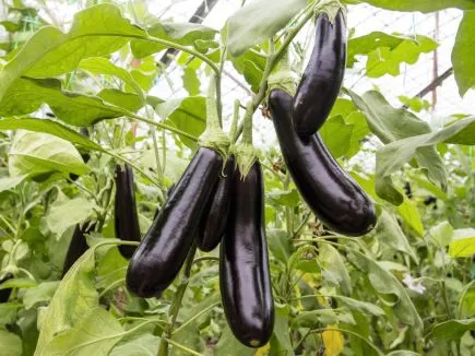 Pantos Paprika Bingenheimer Saatgut