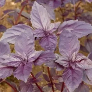 Red Basil Bingenheimer Saatgut