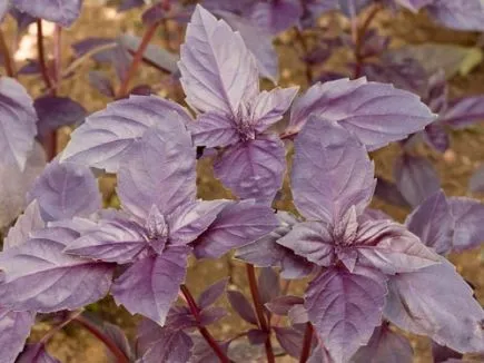 Red Basil Bingenheimer Saatgut
