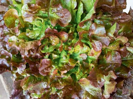 Rode saladekom sla Bingenheimer Saatgut