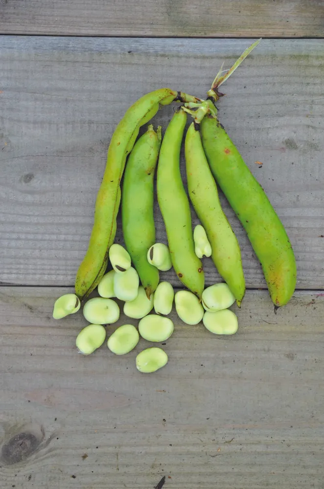 Aguadulce Fava-bonen Ferme de Sainte Marthe